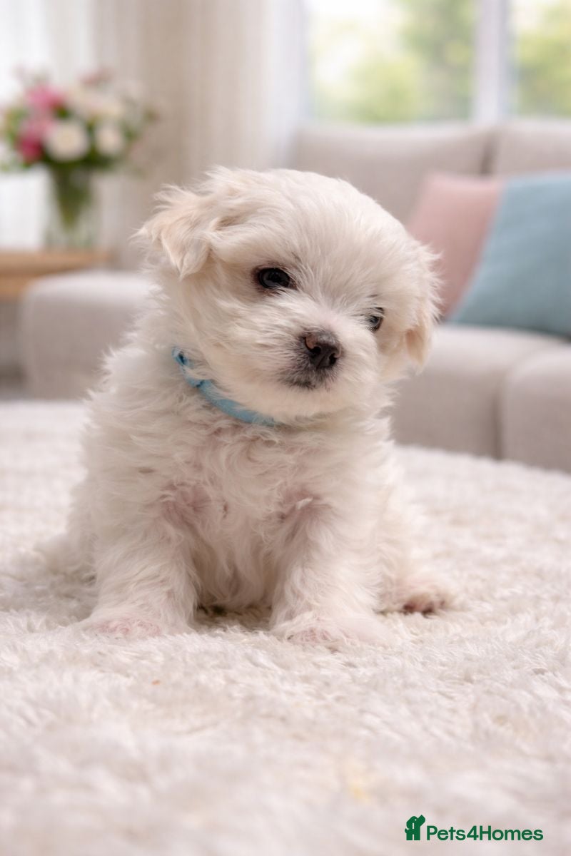 Maltese dogs Beautiful Maltese Puppies – 1 Boy, 2 Girls. - Advert 1