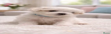 Maltese 3