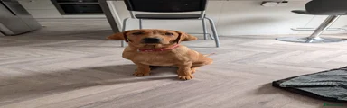 Labrador Retriever 1