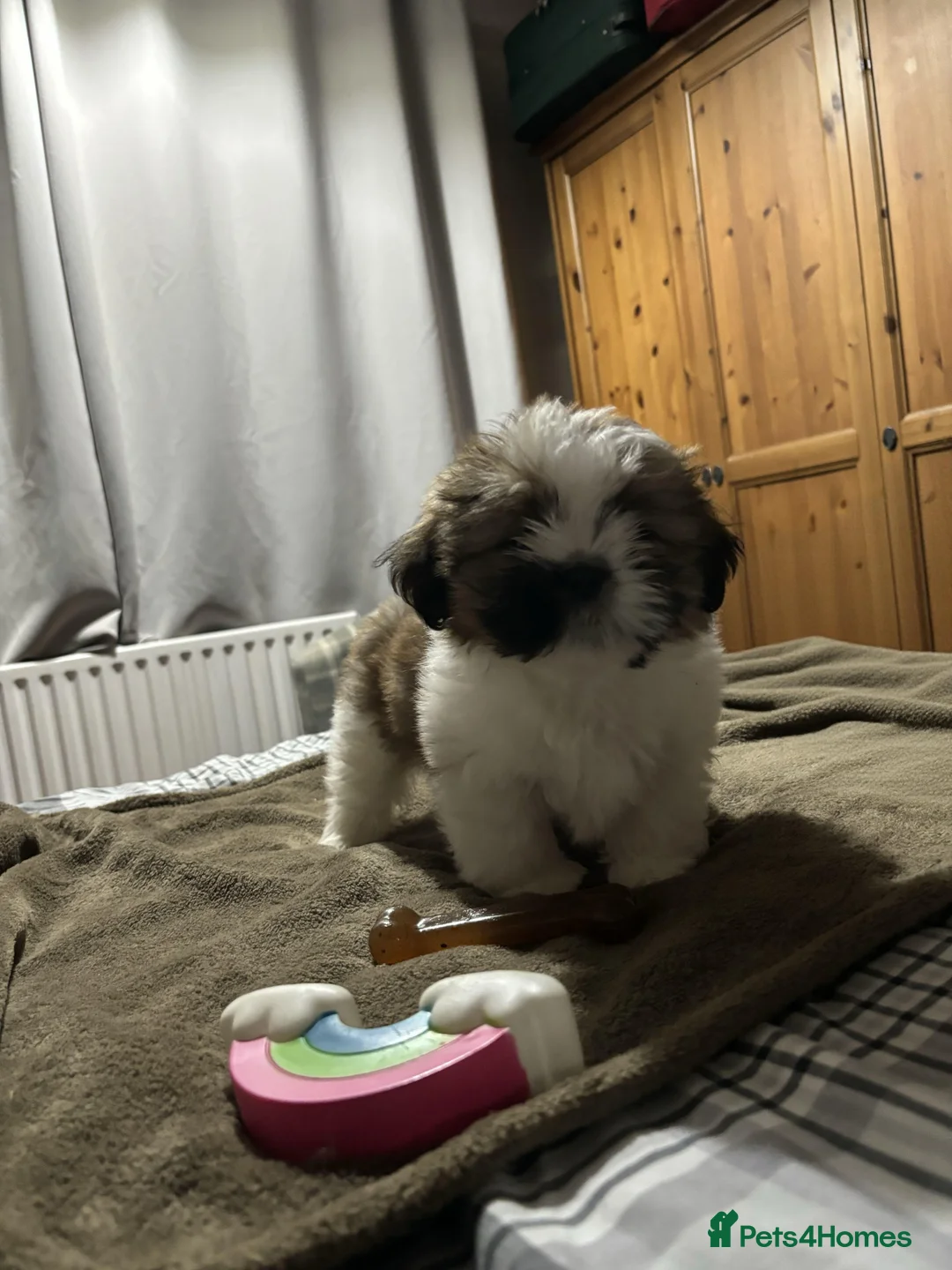 Shih Tzu dogs for sale: Shih Tzu puppies - Advert 23