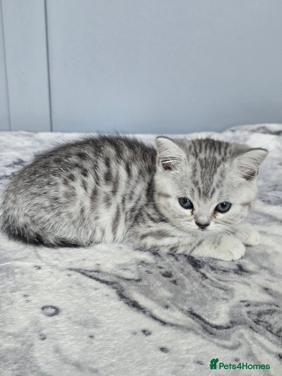 British Shorthair cats for sale: Beautiful gccf registered bsh kittens  - Image 20
