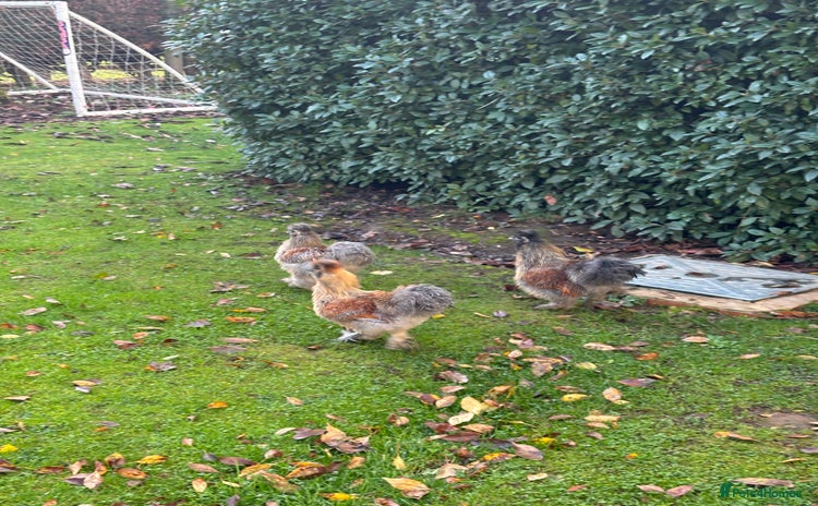 Chickens poultry 3 female silkie hens - Advert 5