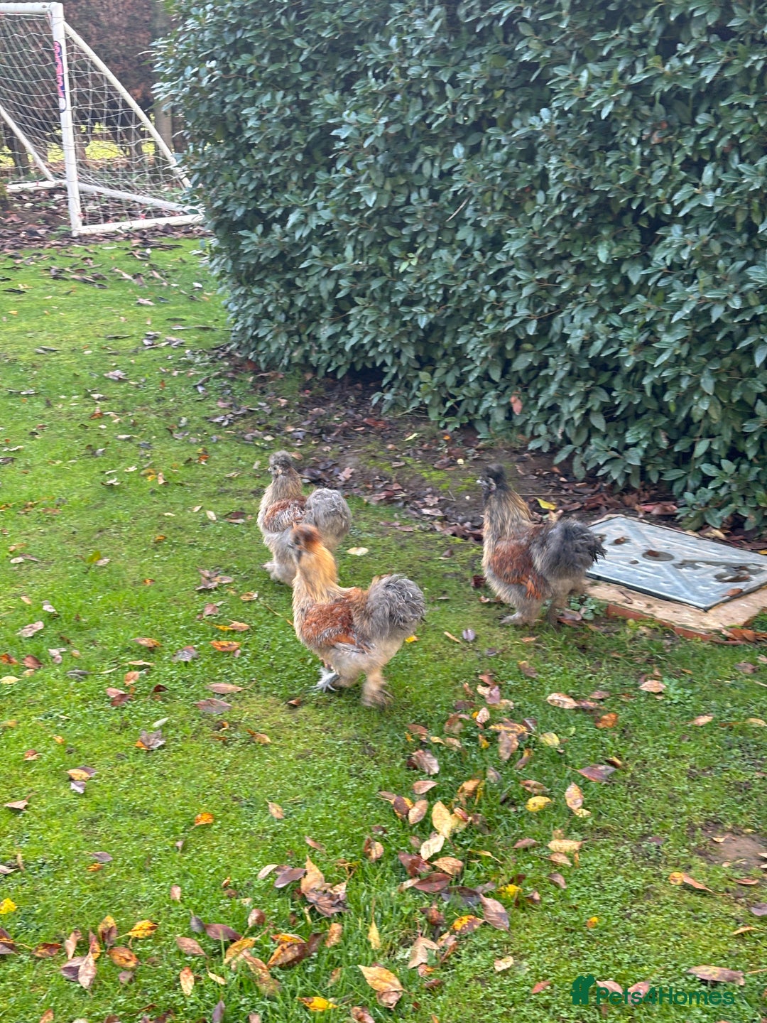 Chickens poultry for sale: 3 female silkie hens - Advert 1