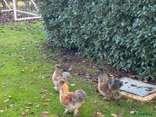 Chickens poultry Pair of silkies - Advert 18