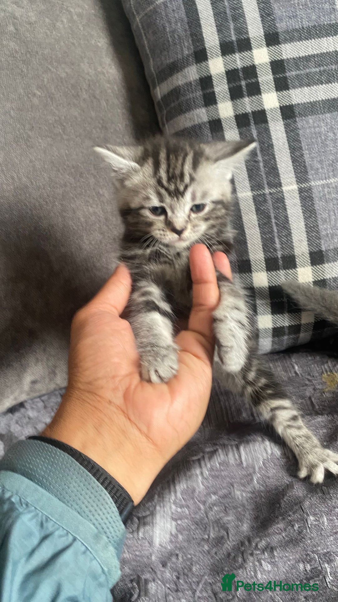 British Shorthair cats for sale:  British short hair kittens  - Image 4