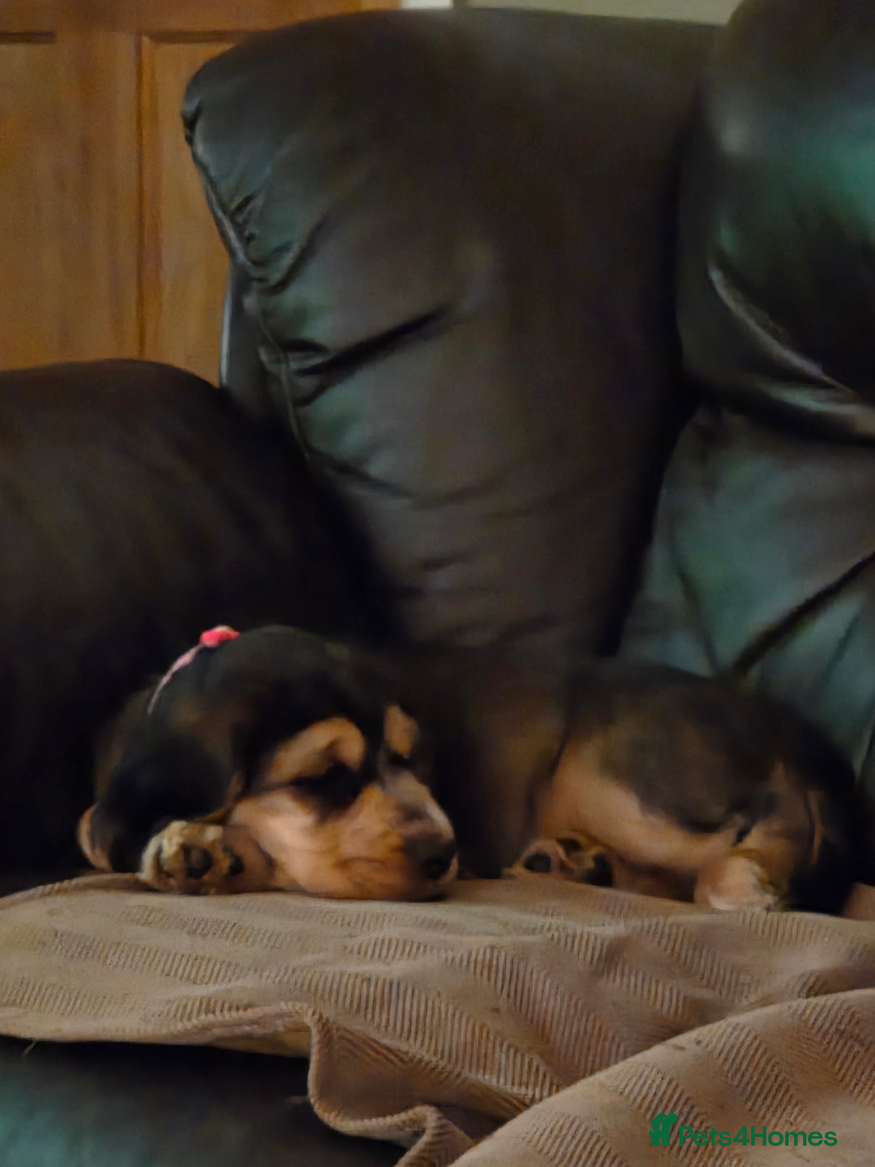 Sprocker dogs *** ready now *** little girl left - Advert 10