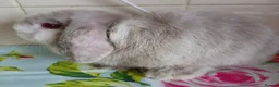 Mini Lop rabbits for sale: Pedigree Mini Lops in Tamworth - Advert 9