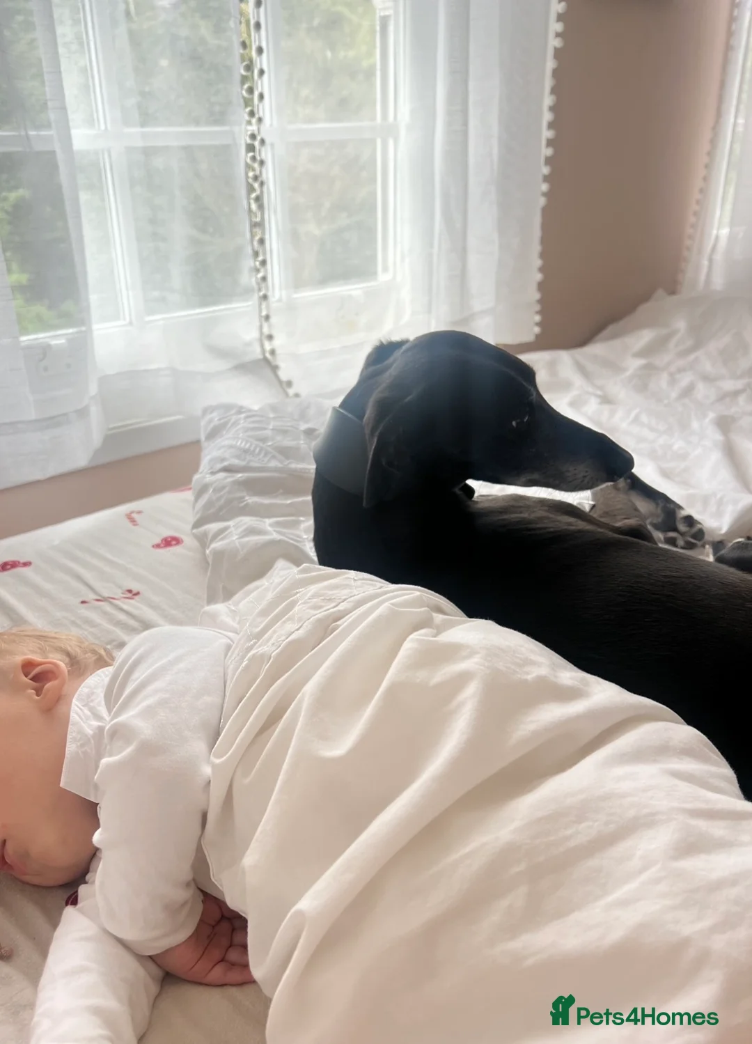 Mixed Breed dogs for sale: 4yo male whippet urgently needs a home  - Advert 2