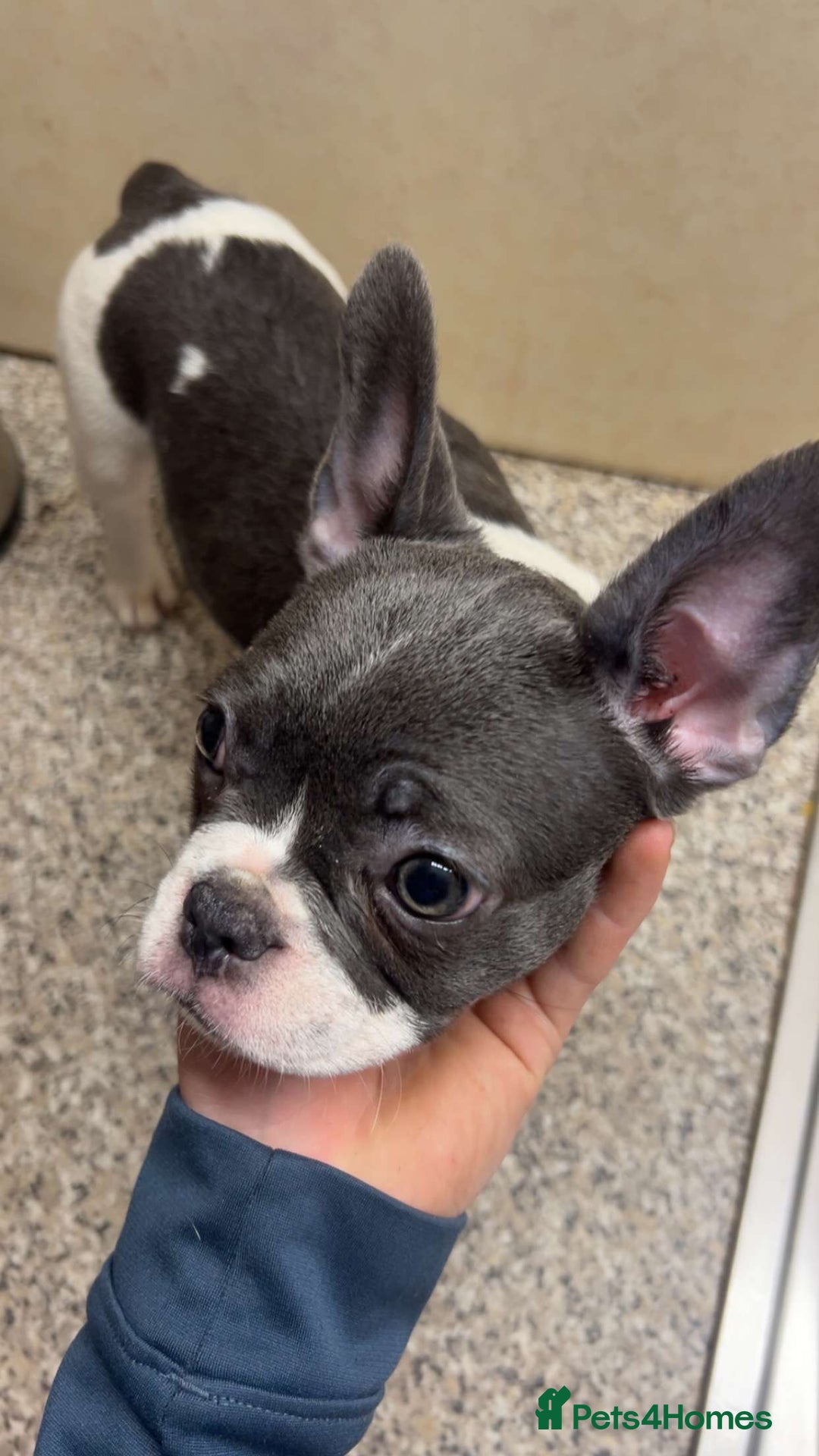 French Bulldog dogs for sale: French bulldog pups 07495497432 - Image 1