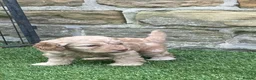 Cockapoo dogs for sale: Beautiful Cockapoo puppies  - Advert 7