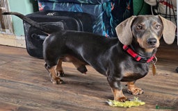 Dachshund dogs for stud: For Stud - Image 2