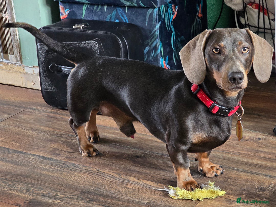 Dachshund dogs for stud: For Stud - Image 2