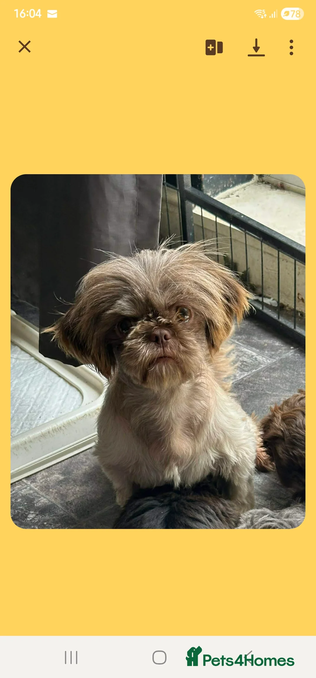 Shih Tzu dogs for sale: Beautiful shitzu puppies  - Advert 1
