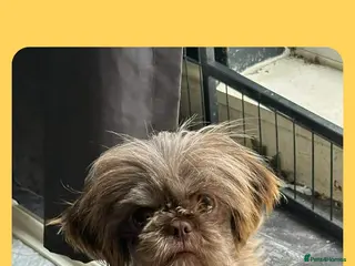 Shih Tzu dogs Beautiful shitzu puppies - Advert 1