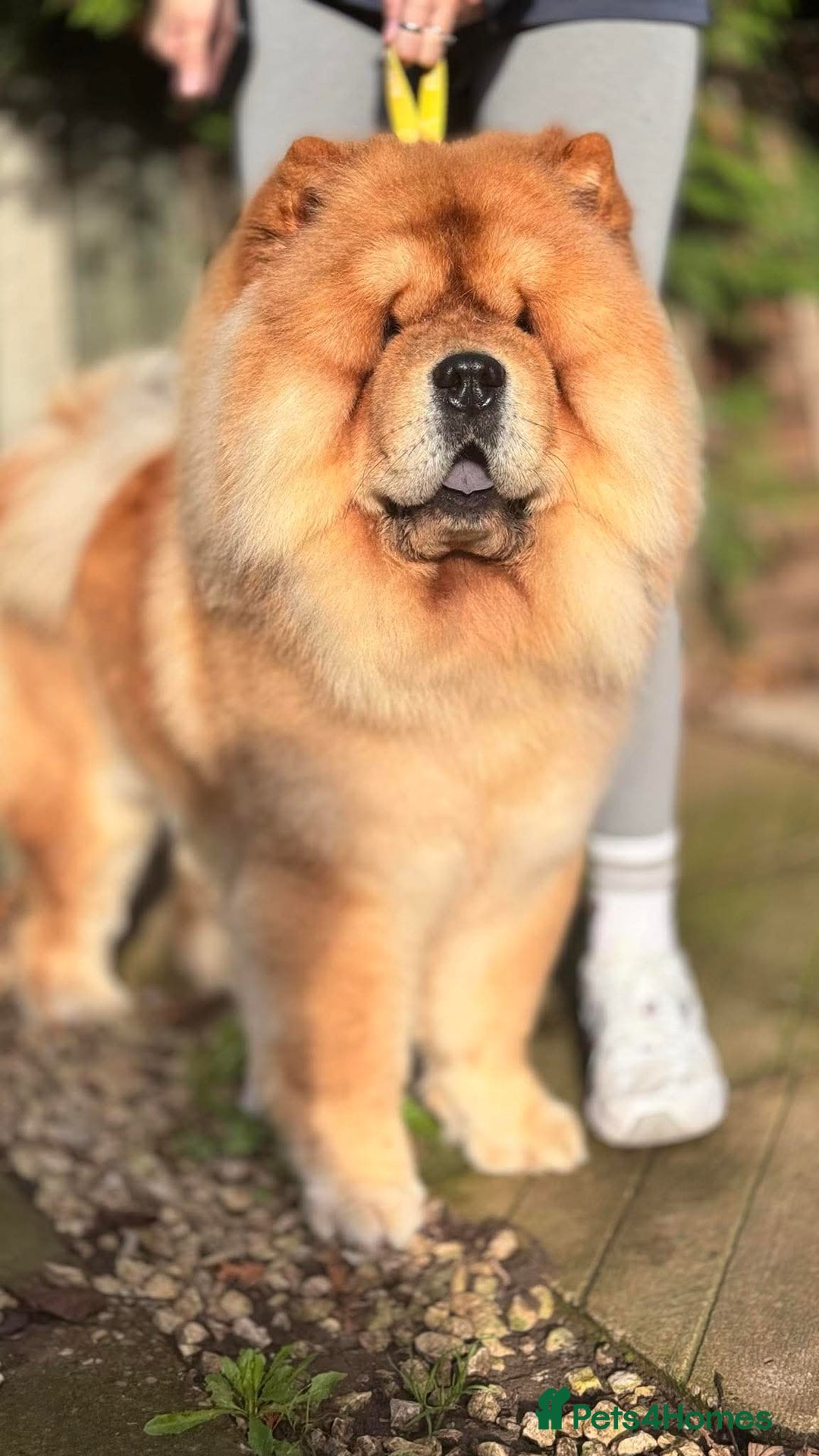 Chow Chow dogs for stud: KC registered Red Chow Chow for Stud  - Advert 3