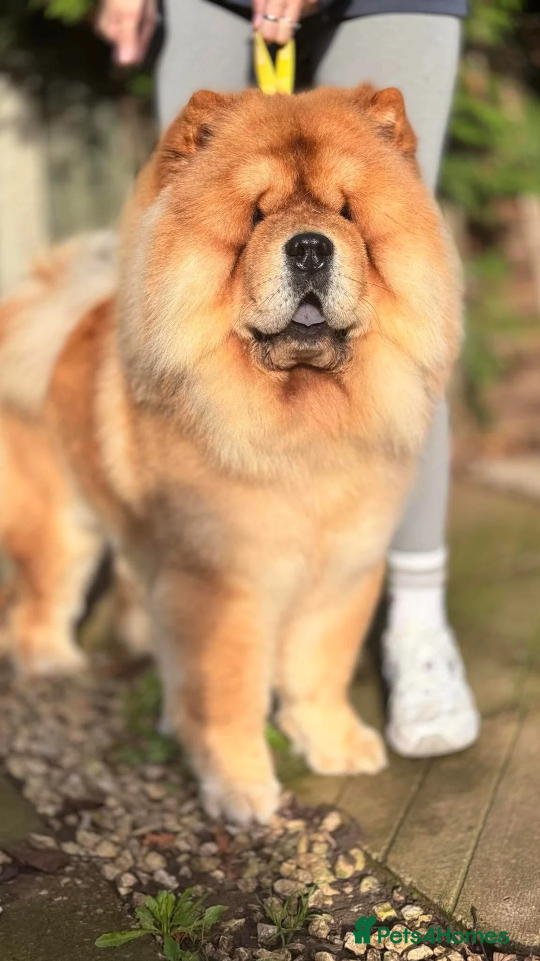 Chow Chow dogs for stud: KC registered Red Chow Chow for Stud  - Advert 3