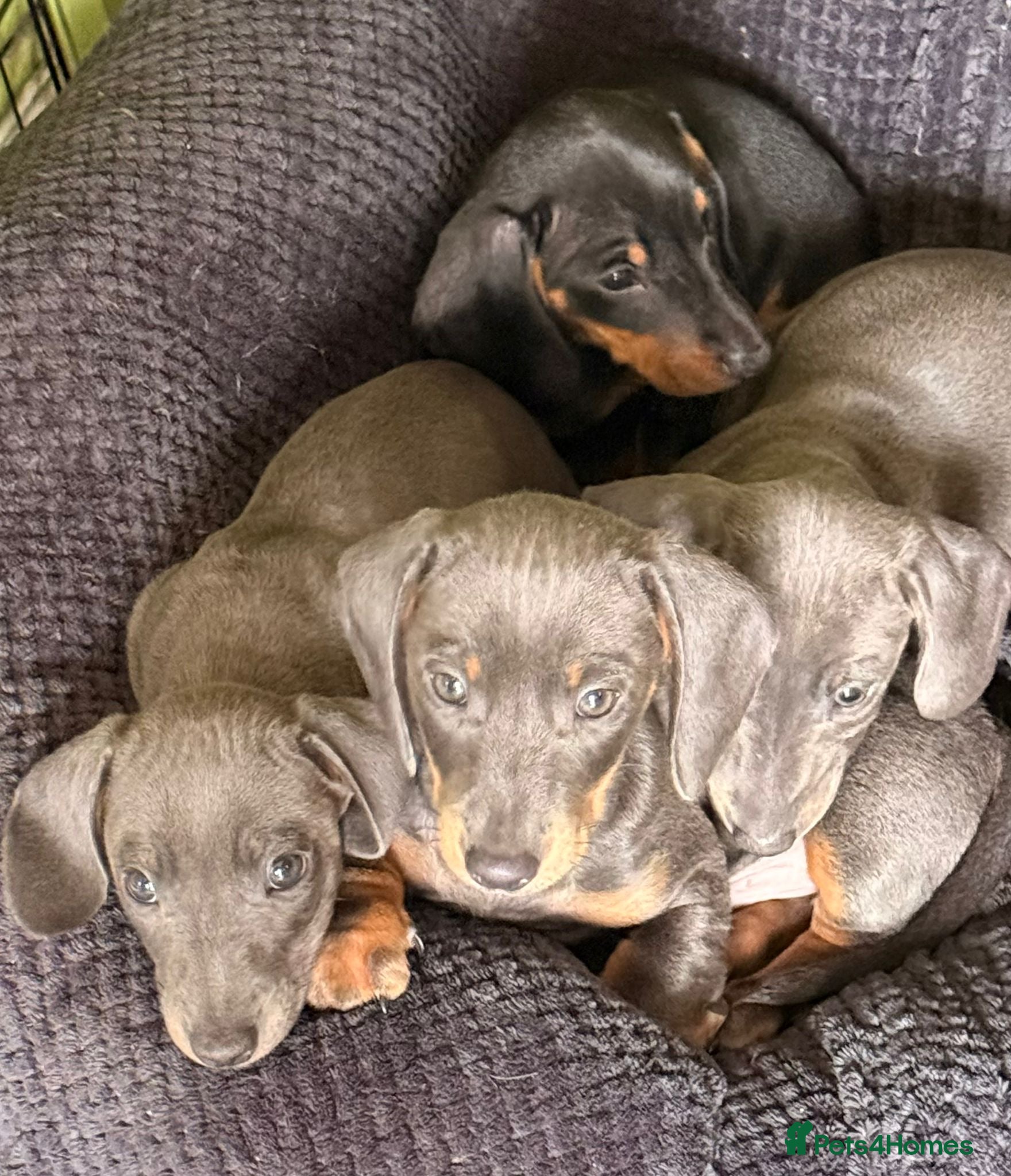 Miniature Dachshund dogs Miniature Dachshund  - Advert 2
