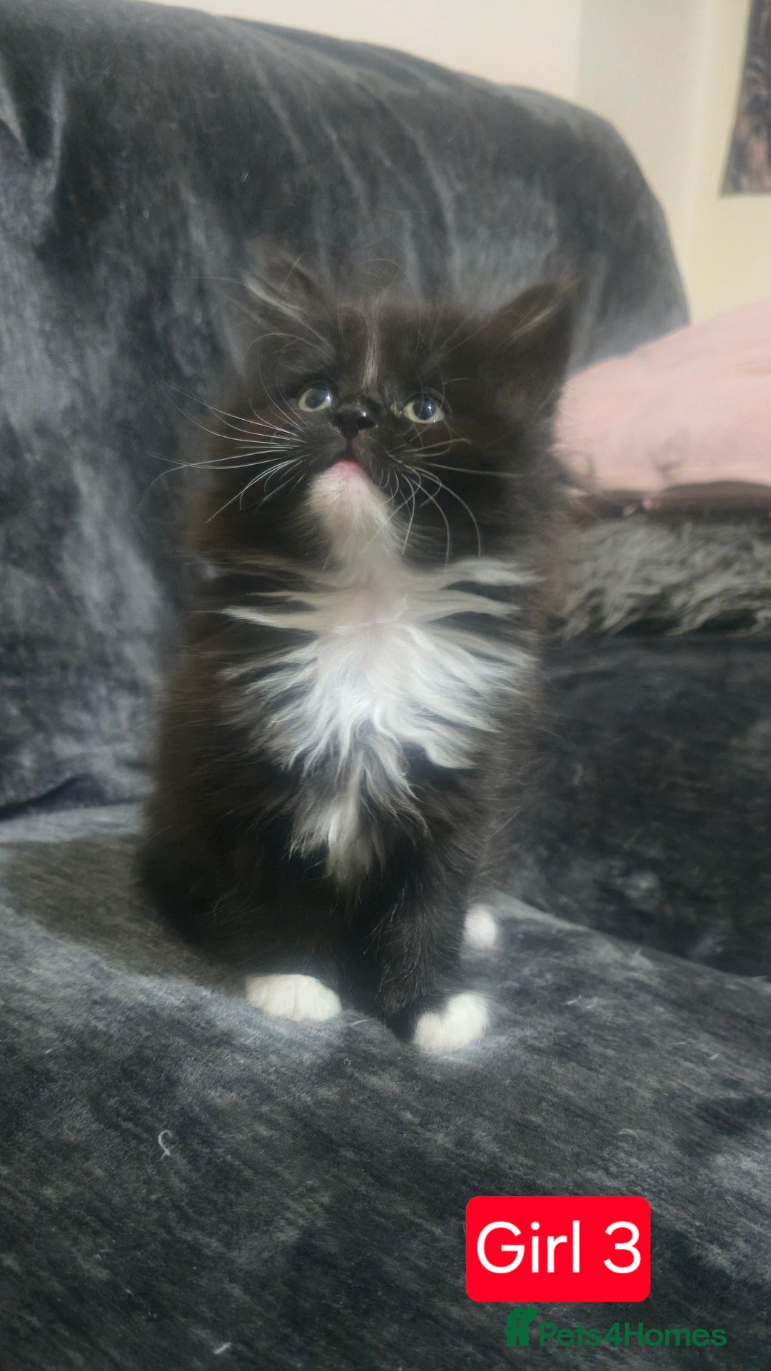 Mixed Breed cats for sale: Lovely Persian mixed kittens for sale - Advert 26