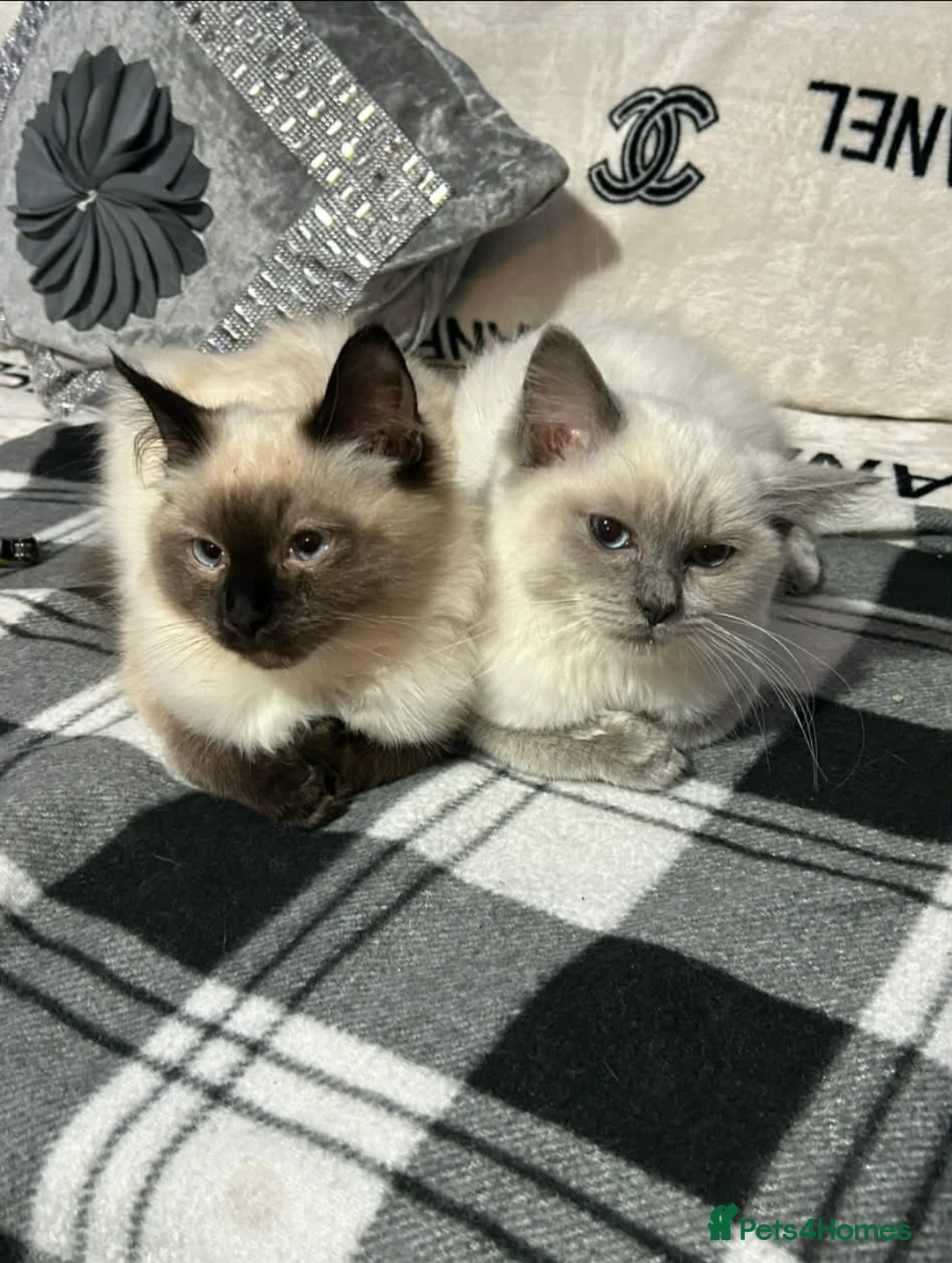 Ragdoll cats for sale: Ragdoll kittens - Advert 2