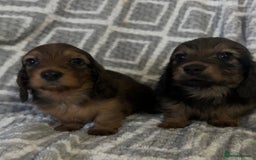Miniature Dachshund dogs for sale: KC Longhaired Miniature Dachshunds  - Image 3