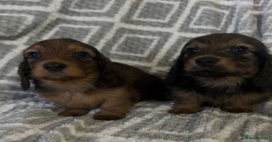 Miniature Dachshund dogs - Advert 5