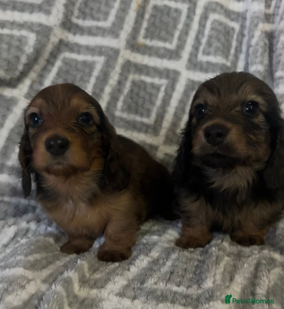 Miniature Dachshund dogs for sale: KC Longhaired Miniature Dachshunds  - Image 3