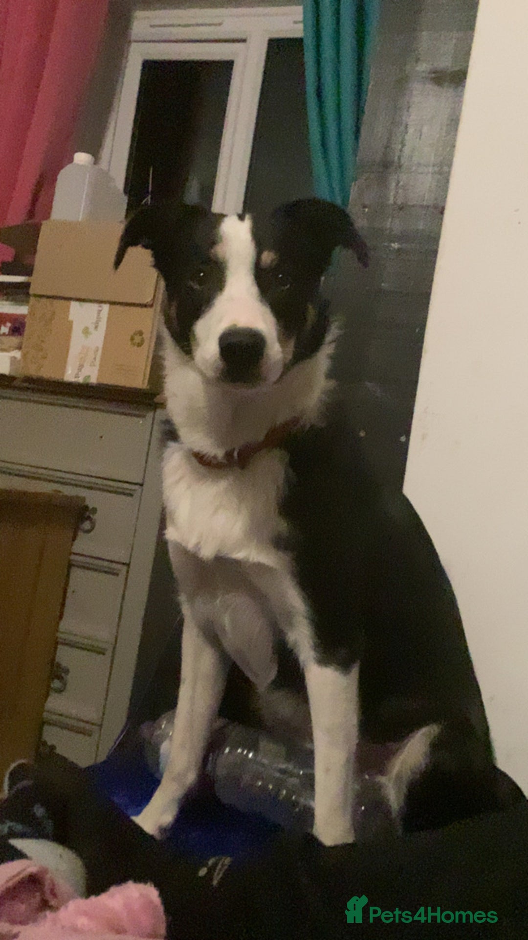 Border Collie dogs for sale: Border collie 11 months old trained - Advert 4