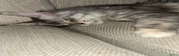 Maine Coon cats for sale: Stunning main coon Strom  - Advert 12