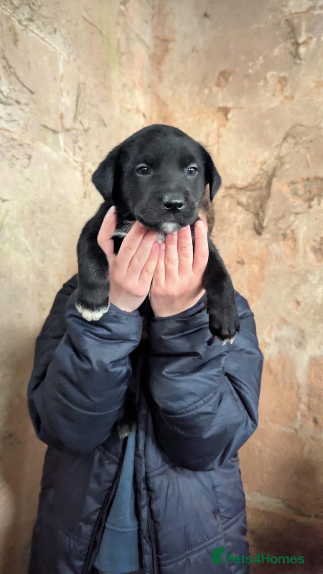 Borador dogs for sale: Borador puppies  - Advert 6