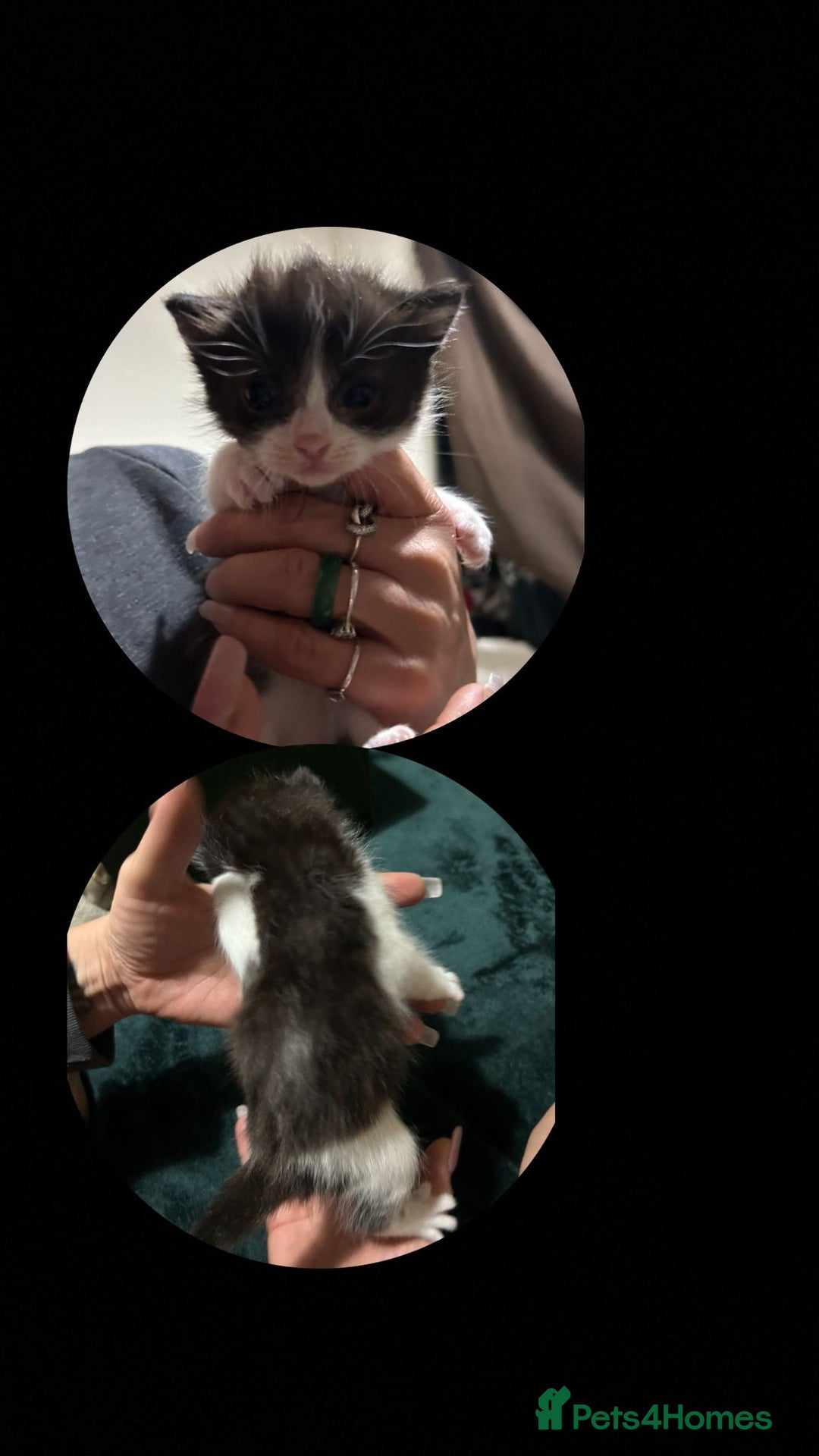 Mixed Breed cats for sale: 2 Beautiful healthy girls  - Advert 2