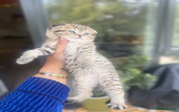 British Shorthair cats for sale: British rainbow shorthair kittens - Image 22