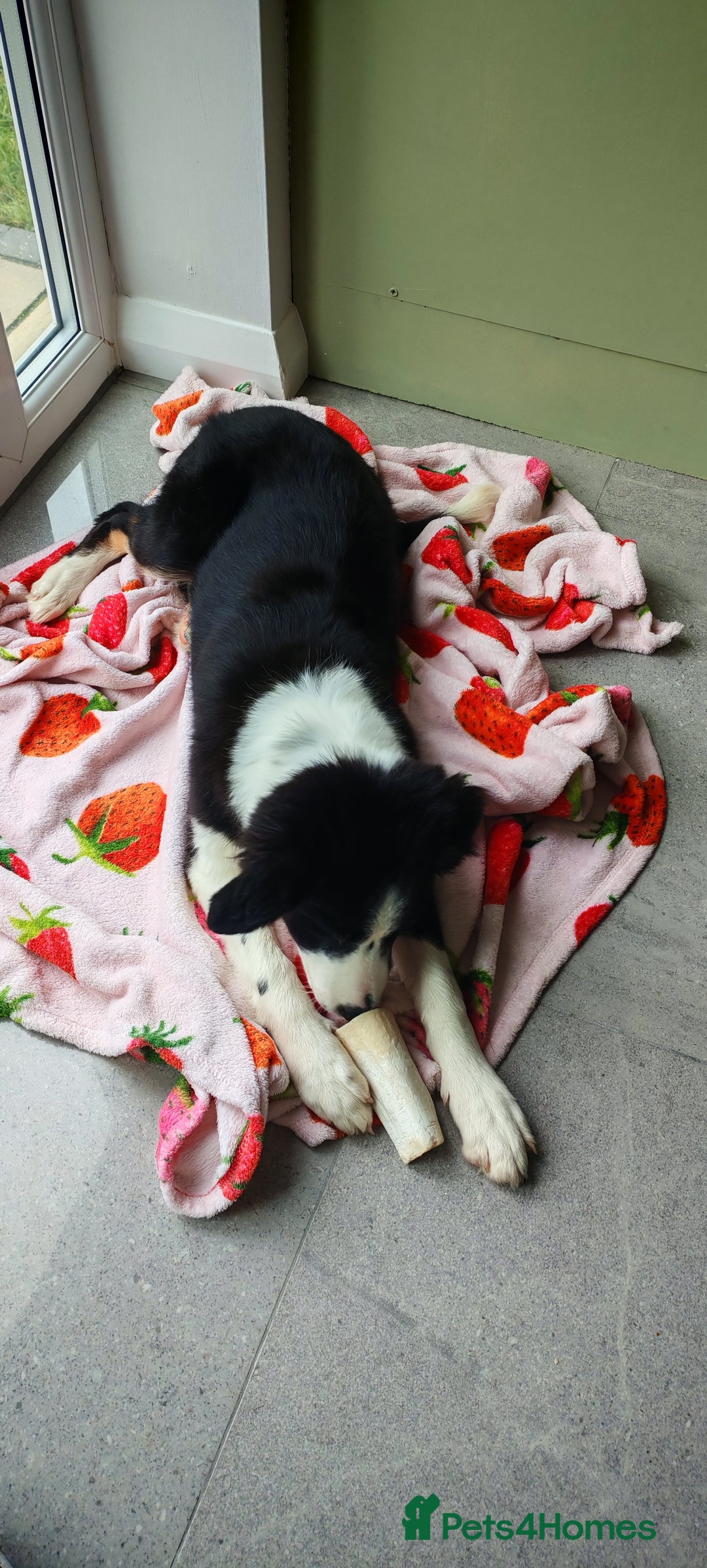 Border Collie dogs for sale: Border Collie girl  - Advert 3