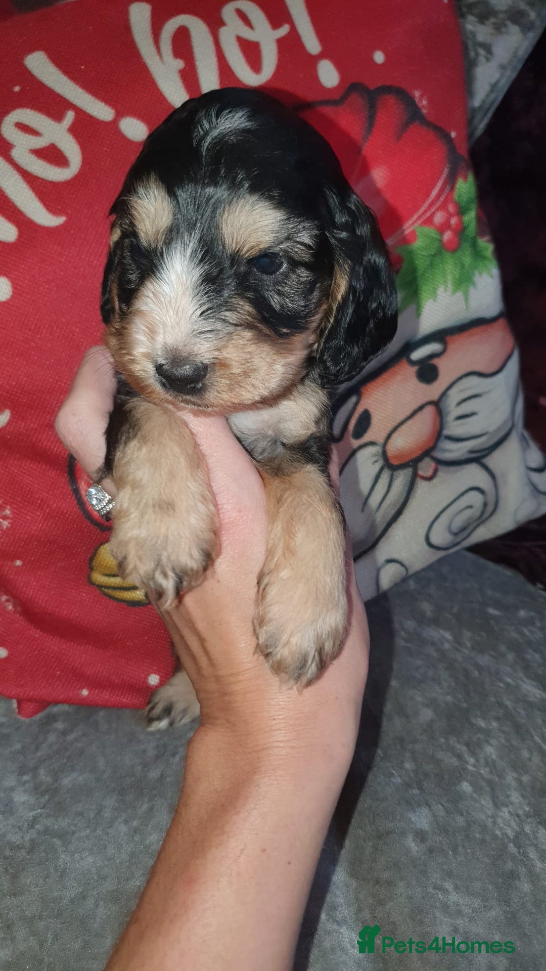 Cockapoo dogs for sale: Stunning cockapoo pups - Advert 6