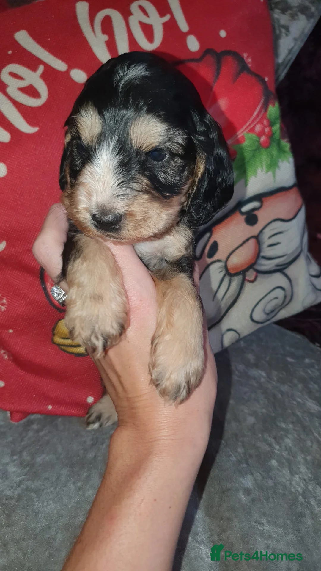 Cockapoo dogs for sale: Stunning cockapoo pups - Advert 11