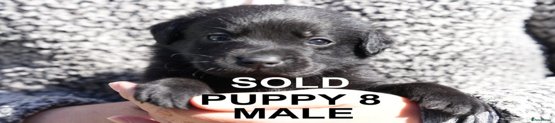 Black male Labrador Retriever Puppy 8