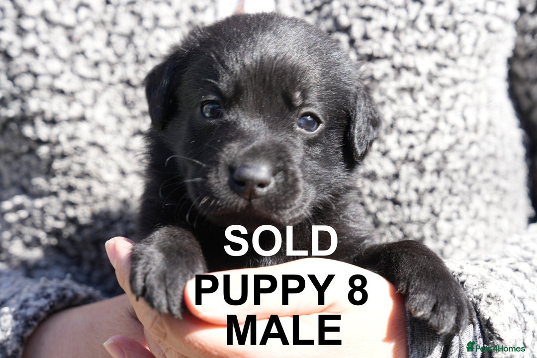 Labrador Retriever dogs for sale: Labrador retrievers chocolate and black KC reg - Image 16