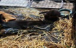 Mixed Breed cats for sale: Mixed litter kittens  - Image 3