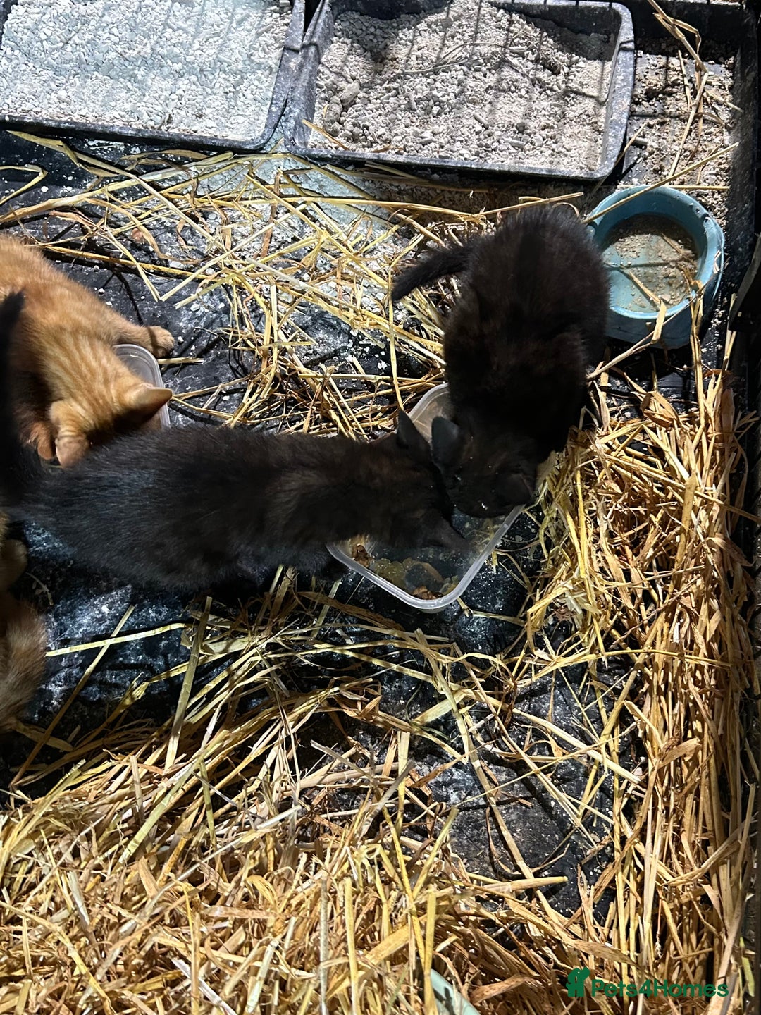 Mixed Breed cats for sale: Mixed litter kittens  - Image 3