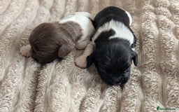 English Springer Spaniel dogs for sale: Springer Spaniel Puppies For Sale! - Image 2