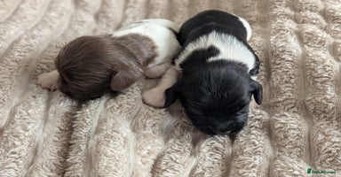 English Springer Spaniel dogs - Advert 10