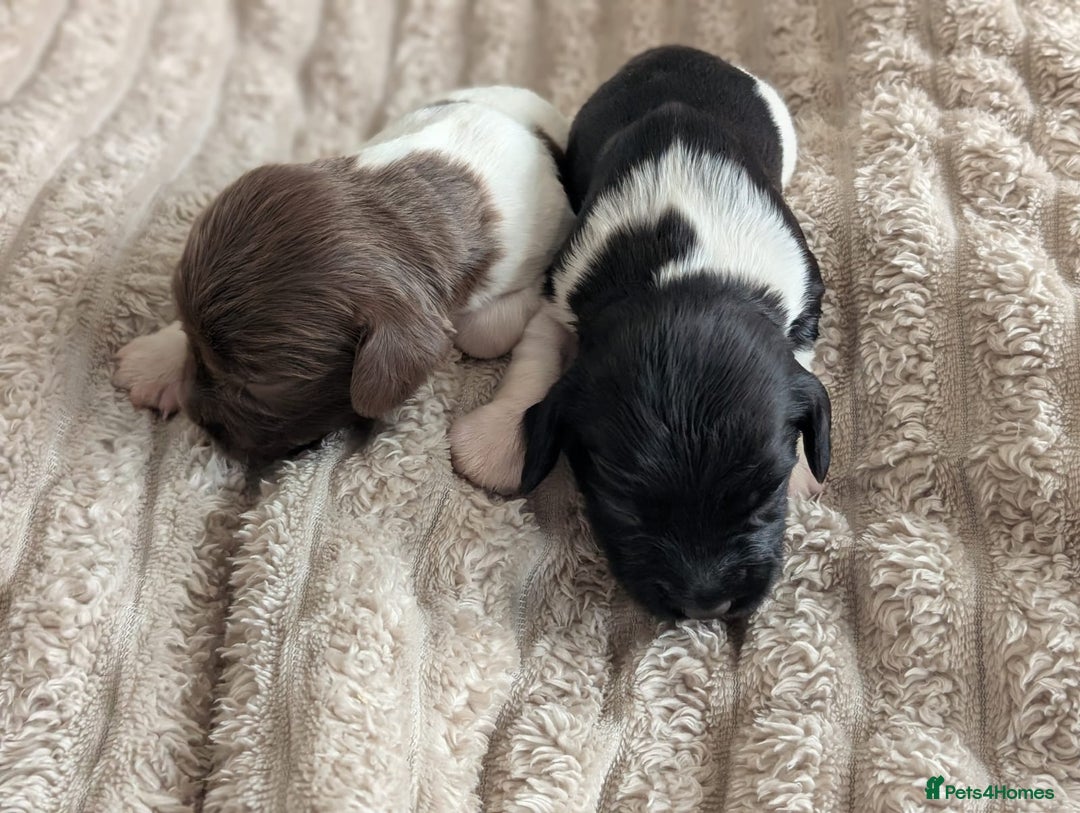 English Springer Spaniel dogs for sale: Springer Spaniel Puppies For Sale! - Image 2