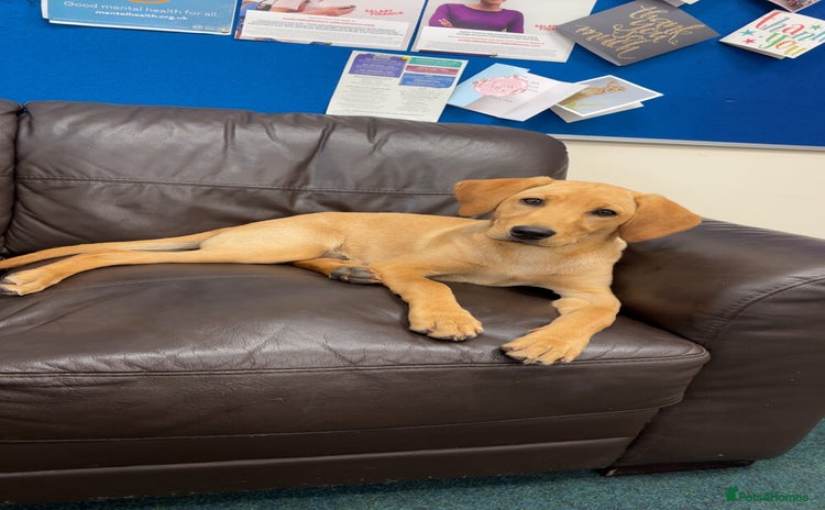 Labrador Retriever dogs - Advert 2