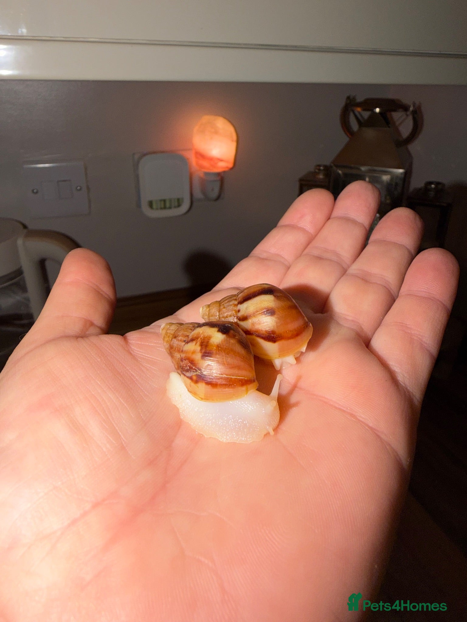 Snails invertebrates Albino Giant African Land Snails (Achatina Fulica) - Advert 2