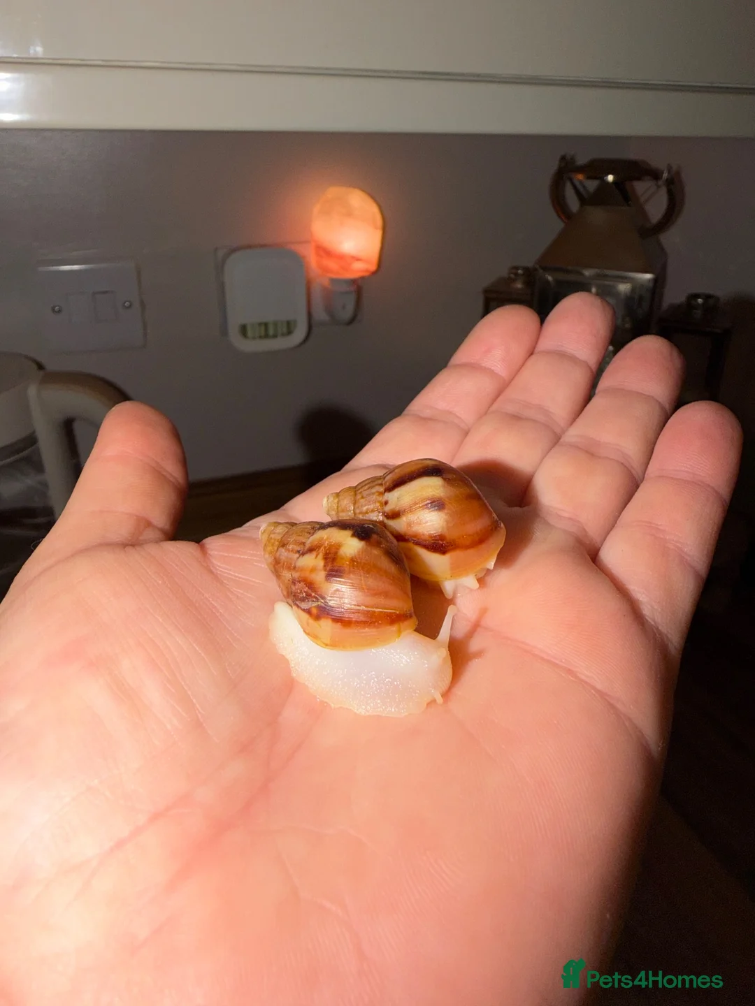Snails invertebrates for sale: Albino Giant African Land Snails (Achatina Fulica) - Advert 2