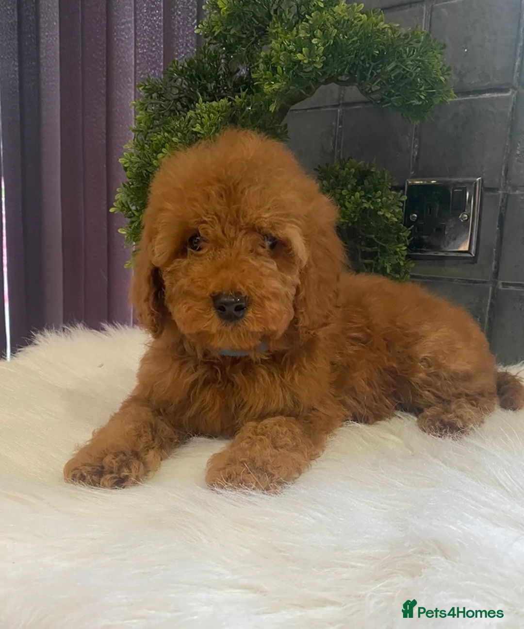 Miniature Poodle dogs for sale: Stunning Red Minature Poodle Boy  - Advert 1