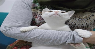 Mixed Breed cats - Advert 7