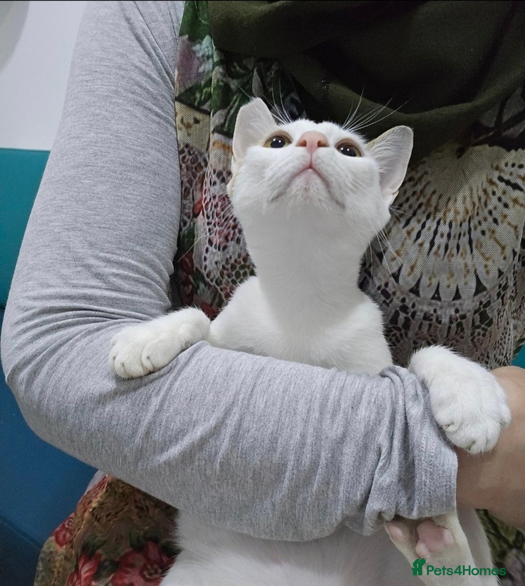 Mixed Breed cats for adoption: [Indoors only] Katzie - Cuddly and Playful girl! - Image 2