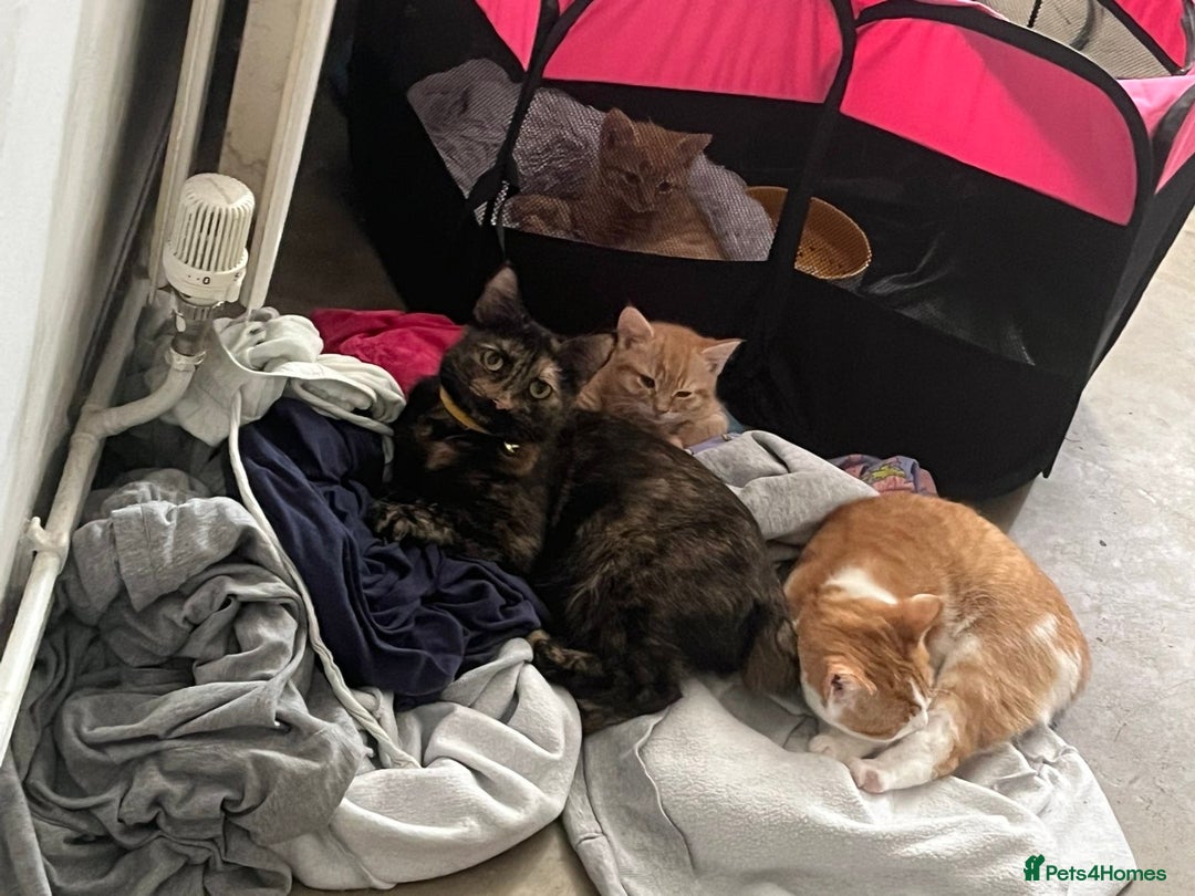 Domestic Shorthair cats for sale: Two ginger Manx kittens - Image 3