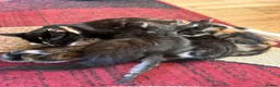 Mixed Breed cats for sale: Mixed bread kittens ready to go £100 - Advert 7
