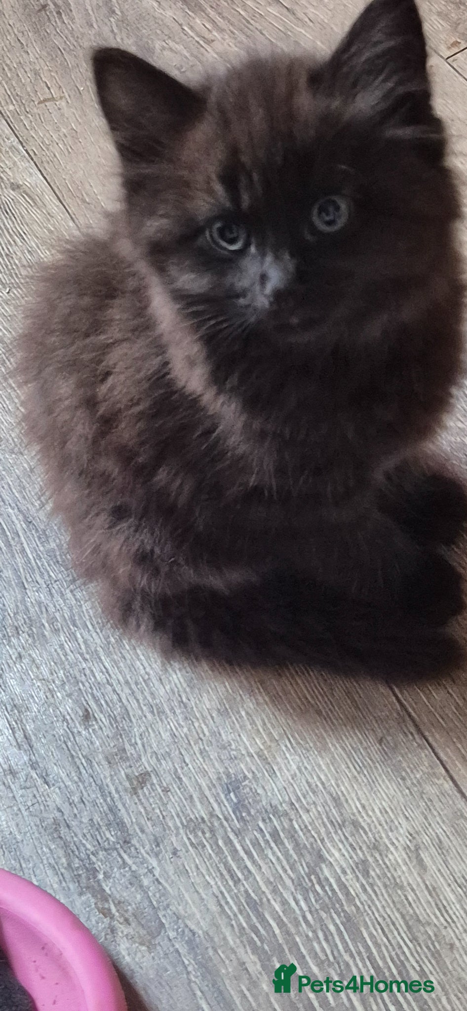 Mixed Breed cats Bengal cross kitten ready now fluffy - Advert 16